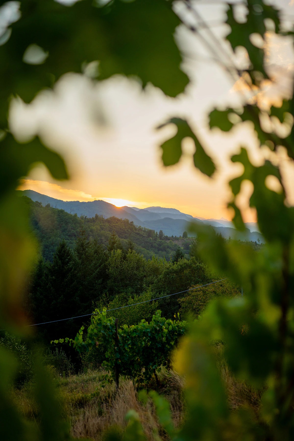 Boutique Vineyard Cottage with Panoramic Mountain Views in Tuscany